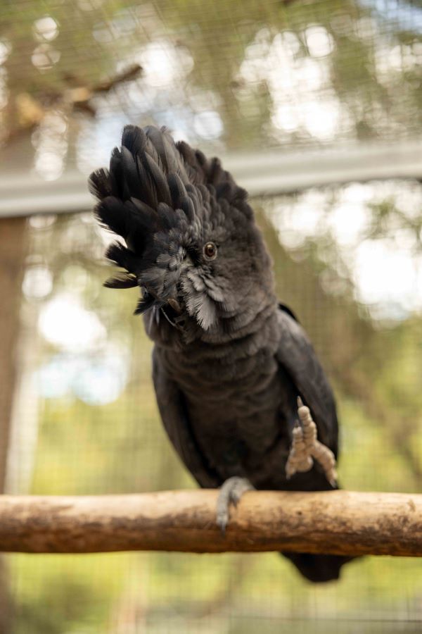 Black cockatoo