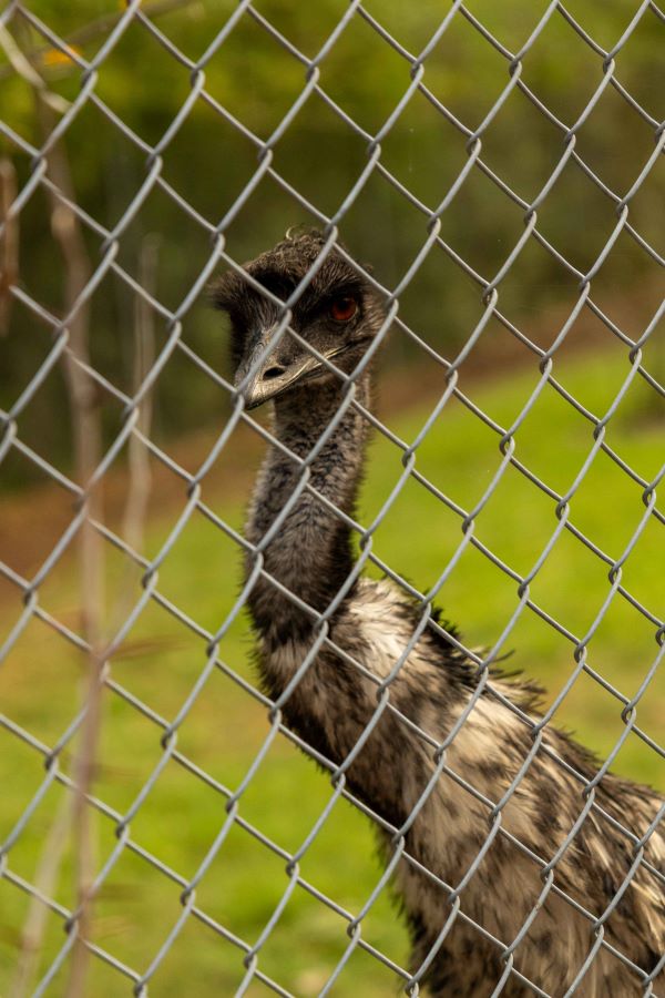 Emu looking through wire fence