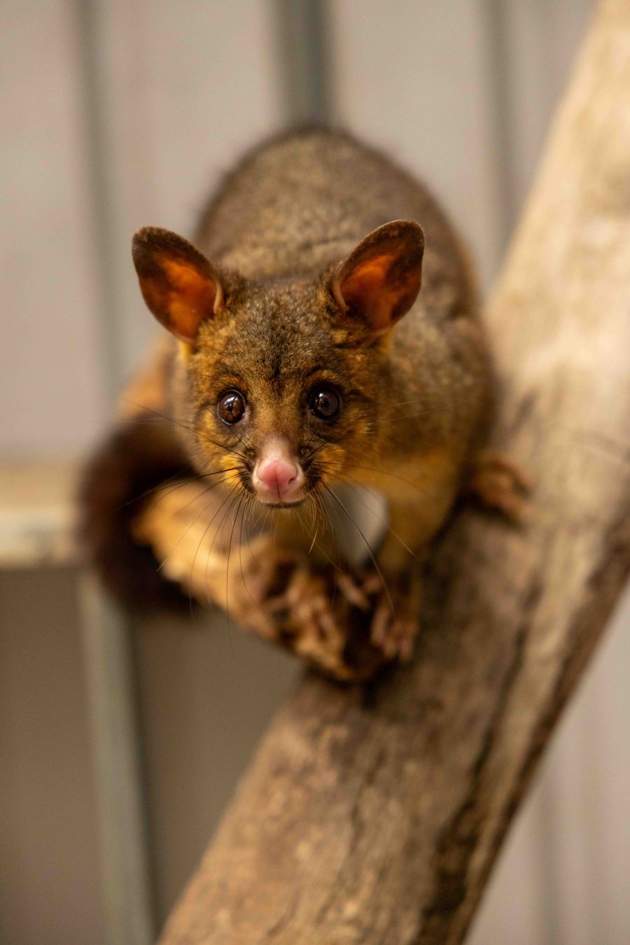 Possum looking straight at viewer
