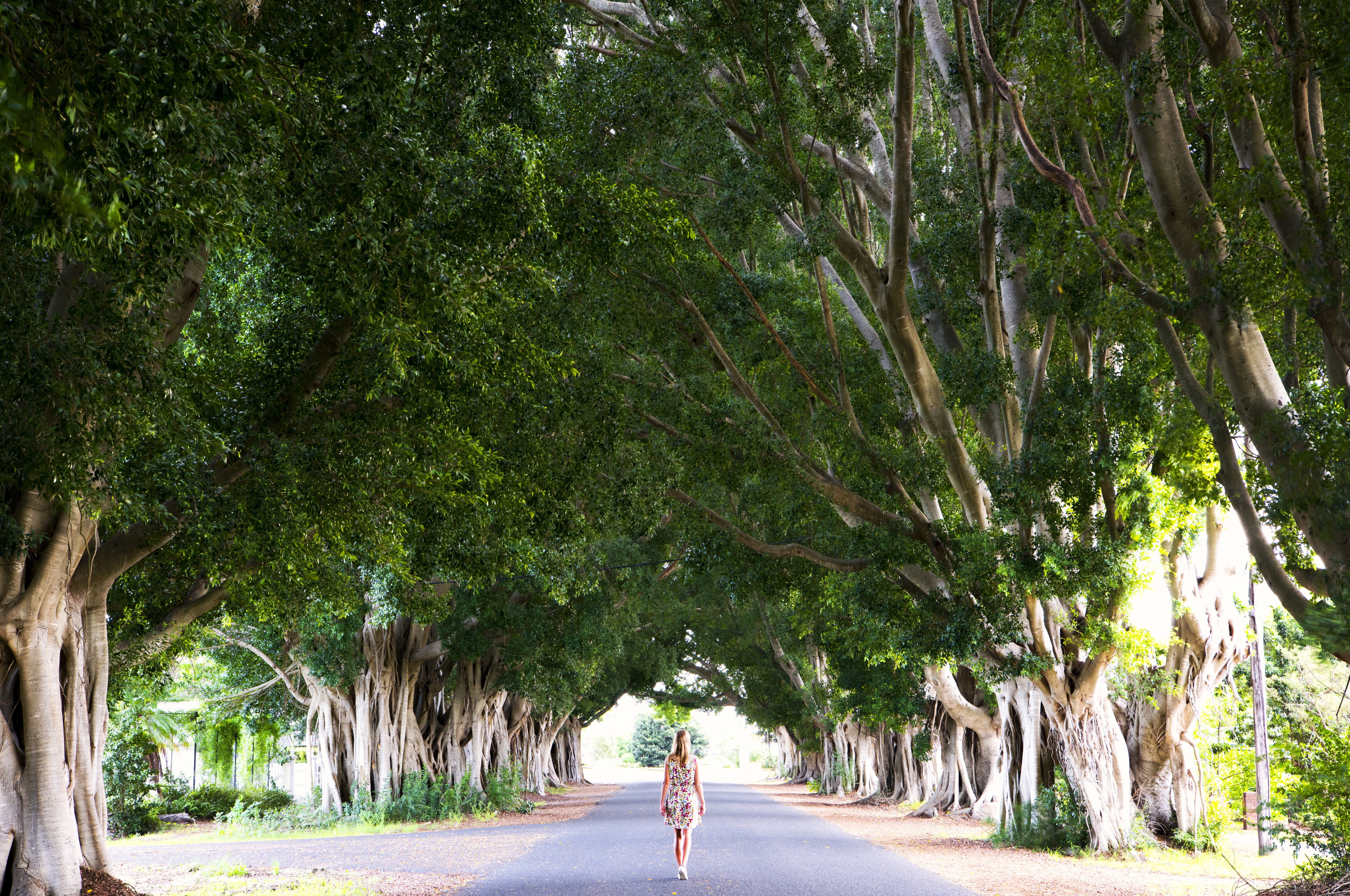 A photo of a person walking down Fig Tree Avenue