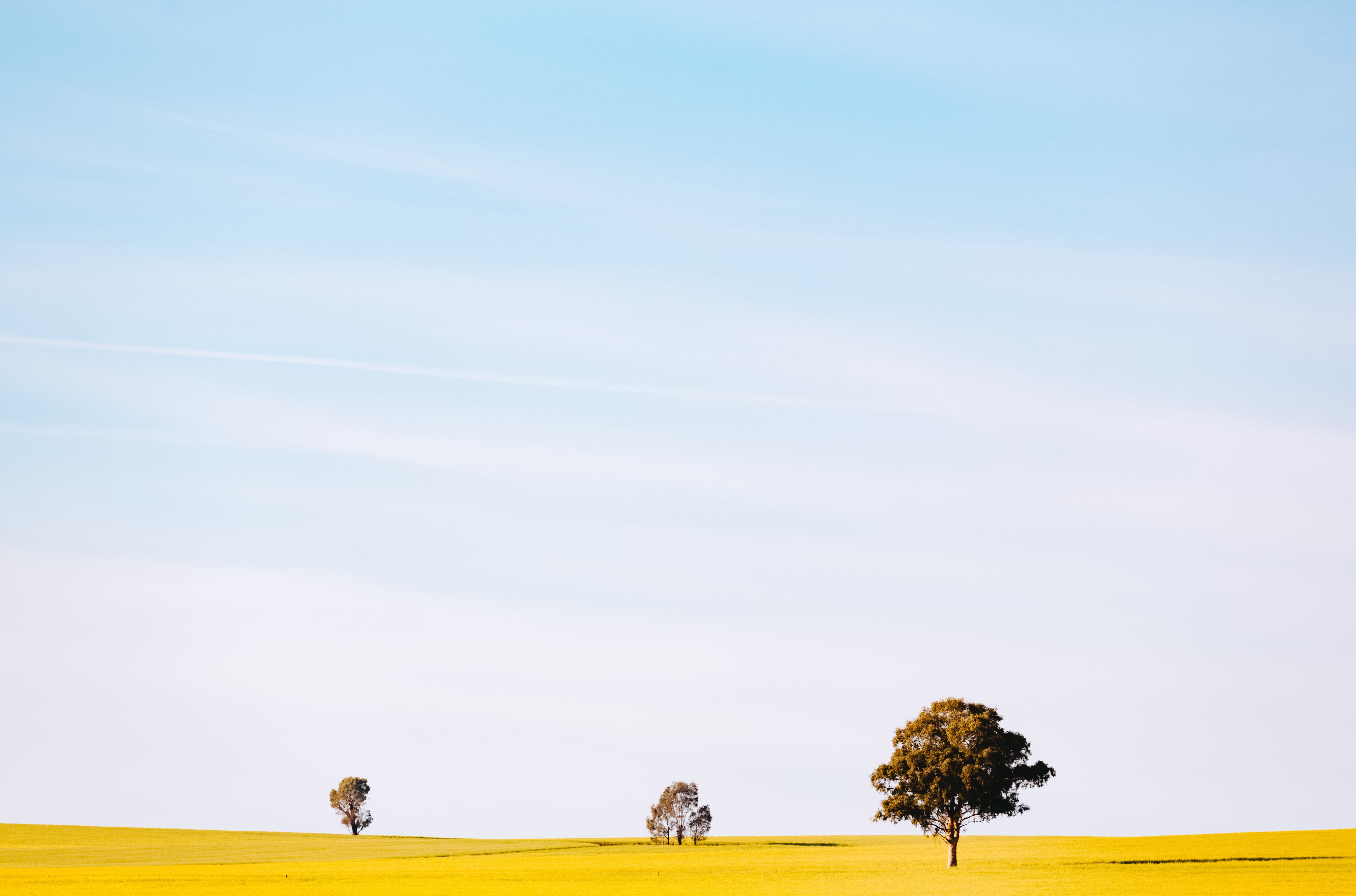 A photo of Canola fields in Wagga Wagga