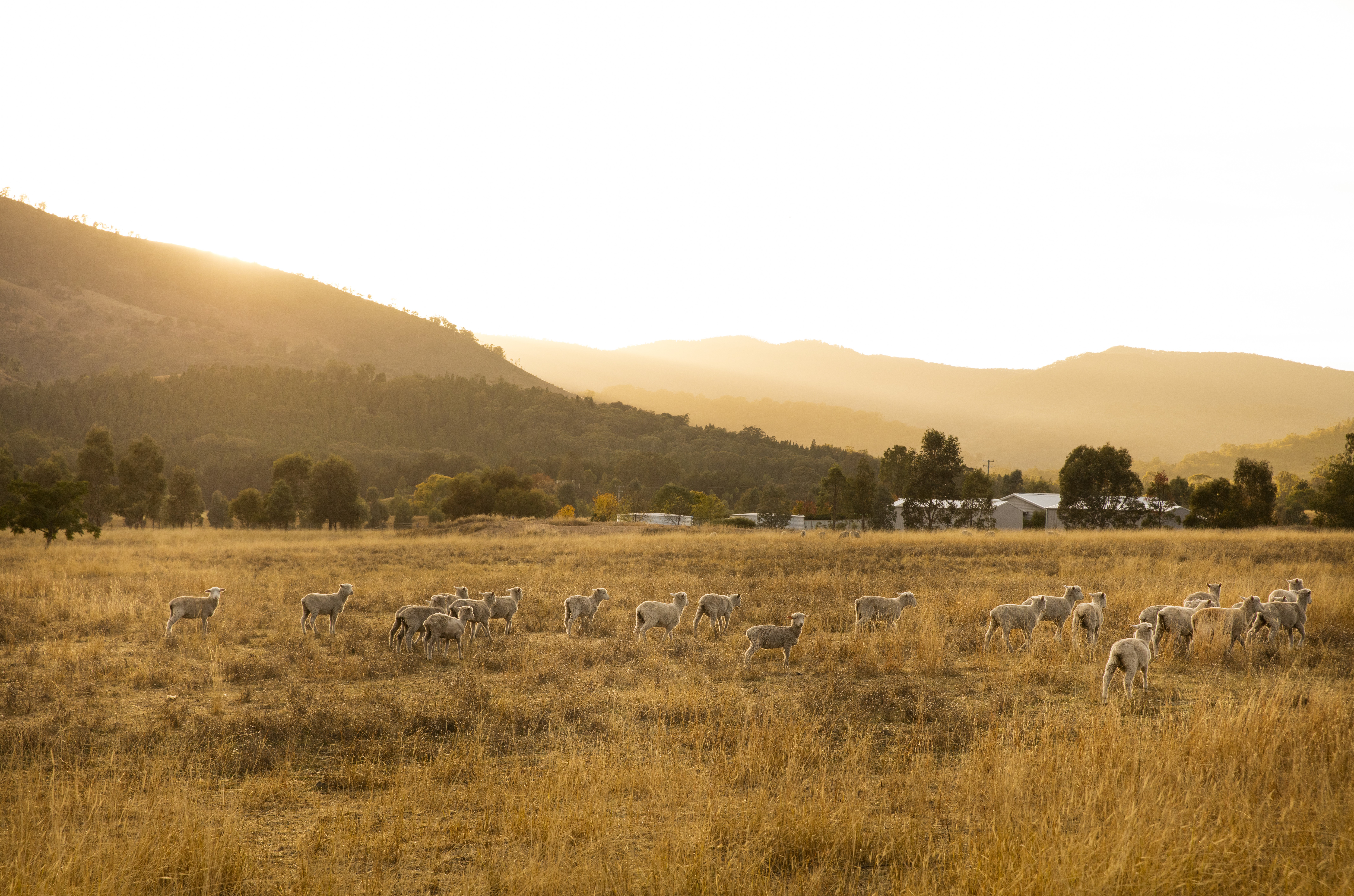 An image of the Mudgee countryside at golden hour