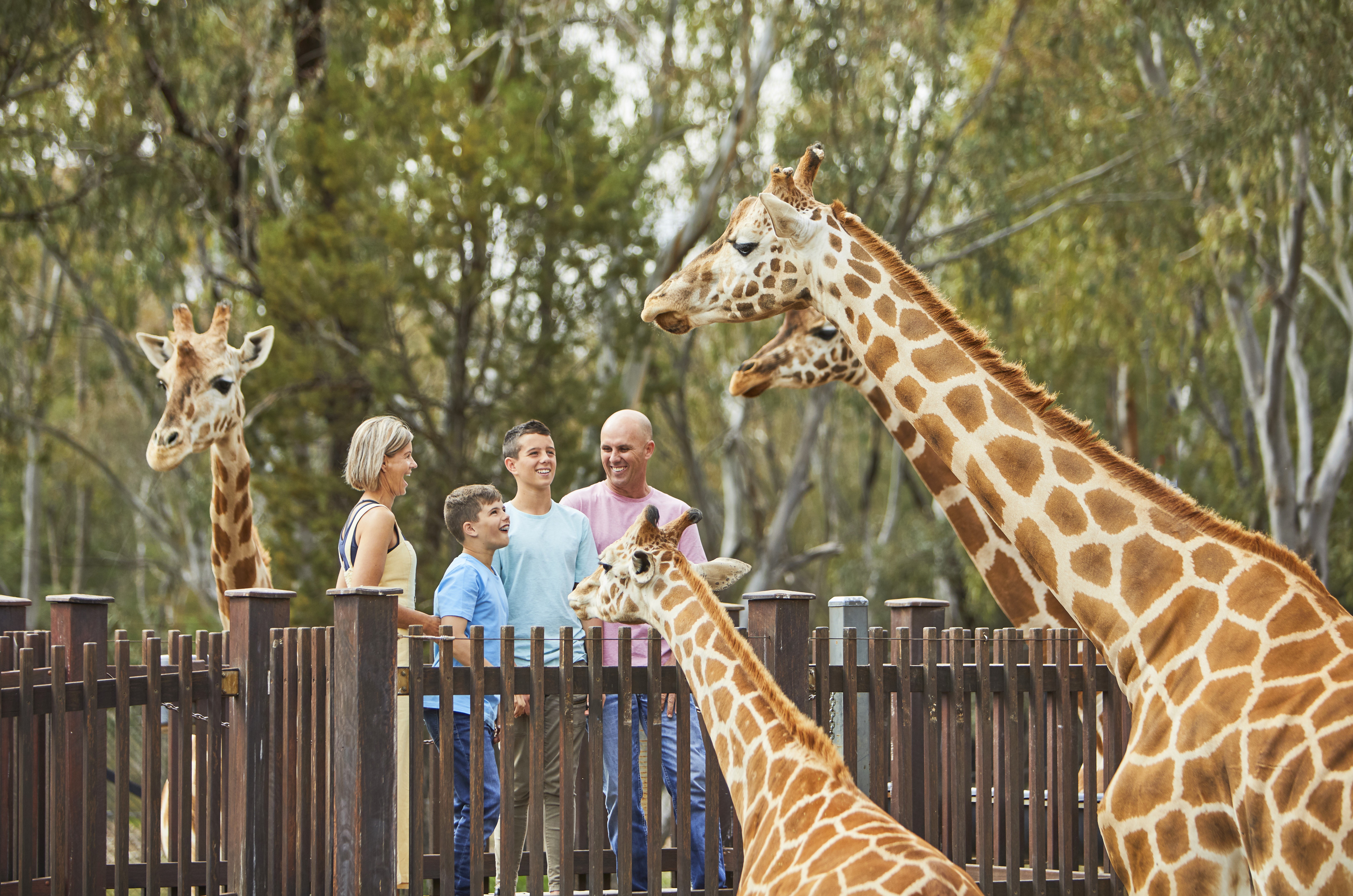 A family feeding a giraffe at Taronga Western Plains Zoo
