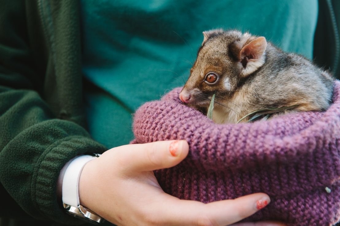 A possum rolled up in a green shirt 