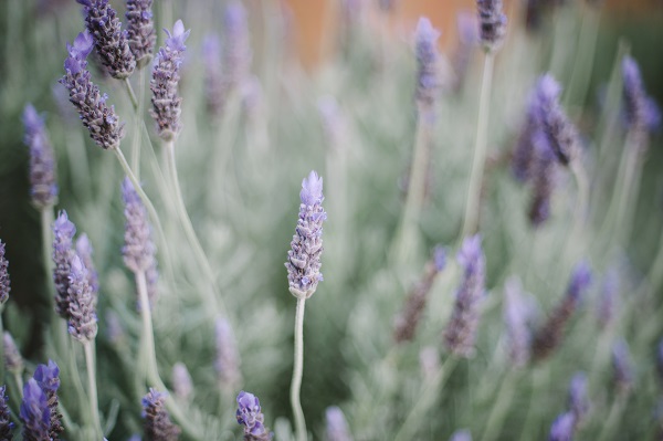 A picture of some fresh purple lavender